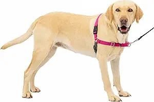 PetSmart durable dog collar set