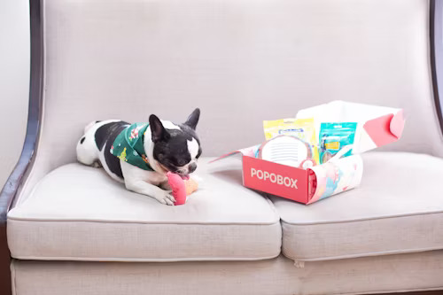 best pet food dog and cat